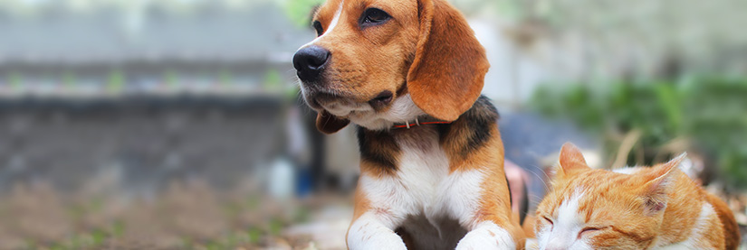 Assurance chien Crédit Mutuel: Tout ce que vous devez savoir