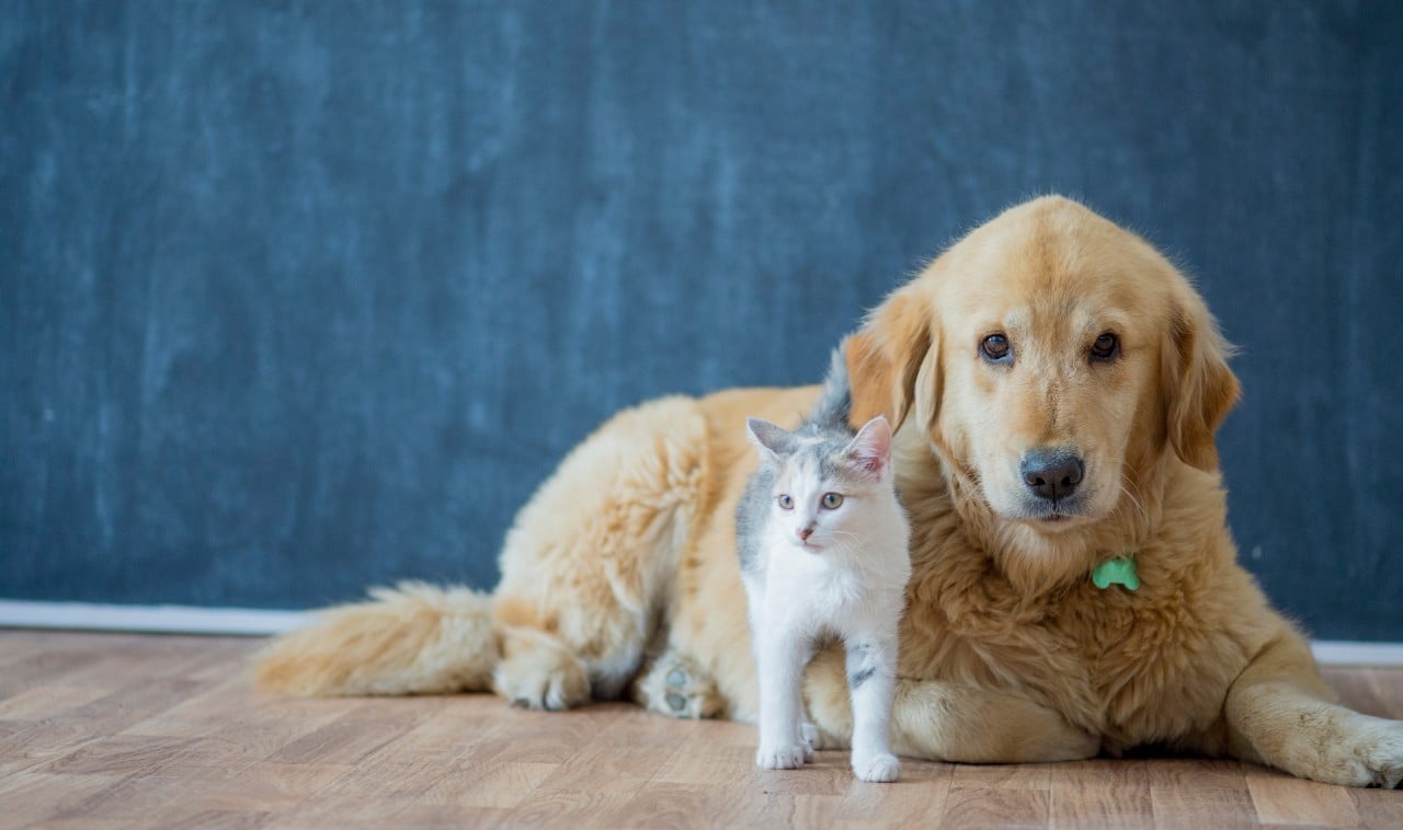 Formulaire remboursement assurance animaux Crédit Mutuel : comment ça fonctionne ?